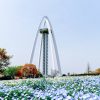 138タワーパーク、ネモフィラ、3月の春の花、愛知県一宮市の観光・撮影スポットの画像と写真