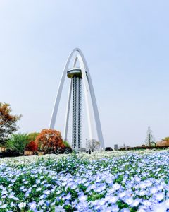 138タワーパーク、ネモフィラ、3月の春の花、愛知県一宮市の観光・撮影スポットの画像と写真