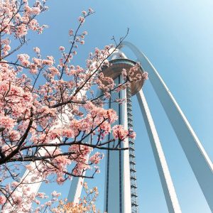 138タワーパーク、桜、138タワー、3月の春の花、愛知県一宮市の観光・撮影スポットの画像と写真