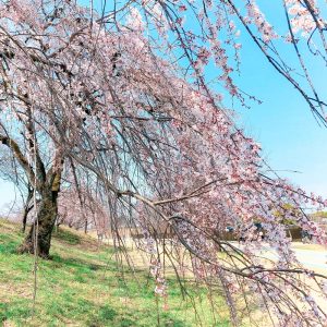 138タワーパーク、桜、138タワー、3月の春の花、愛知県一宮市の観光・撮影スポットの画像と写真