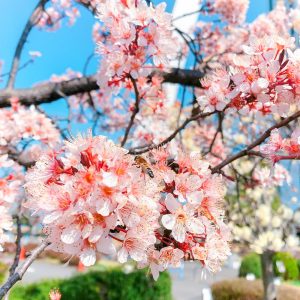 138タワーパーク、桜、138タワー、3月の春の花、愛知県一宮市の観光・撮影スポットの画像と写真