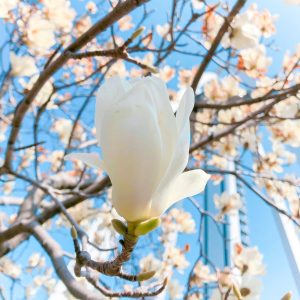 138タワーパーク、春の花、3月の春の花、愛知県一宮市の観光・撮影スポットの画像と写真