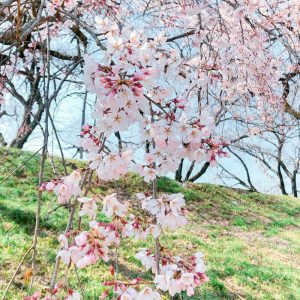 138タワーパーク、桜、138タワー、3月の春の花、愛知県一宮市の観光・撮影スポットの画像と写真