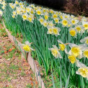 138タワーパーク、スイセン、3月の春の花、愛知県一宮市の観光・撮影スポットの画像と写真