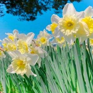 138タワーパーク、スイセン、3月の春の花、愛知県一宮市の観光・撮影スポットの画像と写真