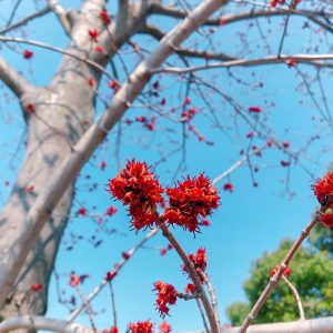 138タワーパーク、春の花、3月の春の花、愛知県一宮市の観光・撮影スポットの画像と写真