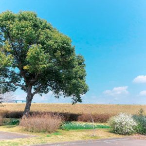 138タワーパーク、春の花、3月の春の花、愛知県一宮市の観光・撮影スポットの画像と写真