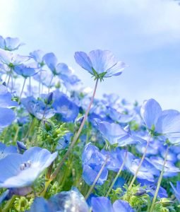 油ヶ淵水辺公園：自然ふれあい生態園、ネモフィラ、3月春の花、愛知県安城市の観光・撮影スポットの画像と写真
