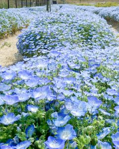 油ヶ淵水辺公園：自然ふれあい生態園、ネモフィラ、3月春の花、愛知県安城市の観光・撮影スポットの画像と写真