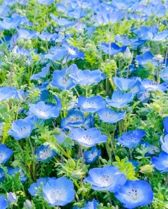 油ヶ淵水辺公園：自然ふれあい生態園、ネモフィラ、3月春の花、愛知県安城市の観光・撮影スポットの画像と写真