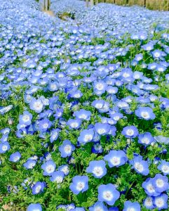 油ヶ淵水辺公園：自然ふれあい生態園、ネモフィラ、3月春の花、愛知県安城市の観光・撮影スポットの画像と写真