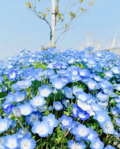 油ヶ淵水辺公園：自然ふれあい生態園、ネモフィラ、3月春の花、愛知県安城市の観光・撮影スポットの画像と写真