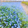油ヶ淵水辺公園：自然ふれあい生態園、ネモフィラ、3月春の花、愛知県安城市の観光・撮影スポットの画像と写真