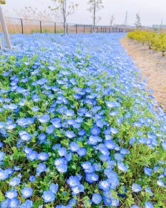 油ヶ淵水辺公園：自然ふれあい生態園、ネモフィラ、3月春の花、愛知県安城市の観光・撮影スポットの画像と写真