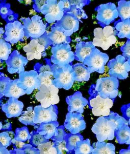 油ヶ淵水辺公園：自然ふれあい生態園、ネモフィラ、3月春の花、愛知県安城市の観光・撮影スポットの画像と写真