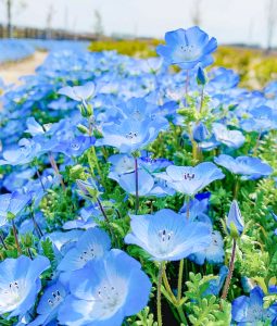 油ヶ淵水辺公園：自然ふれあい生態園、ネモフィラ、3月春の花、愛知県安城市の観光・撮影スポットの画像と写真