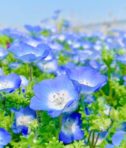 油ヶ淵水辺公園：自然ふれあい生態園、ネモフィラ、3月春の花、愛知県安城市の観光・撮影スポットの画像と写真