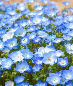 油ヶ淵水辺公園：自然ふれあい生態園、ネモフィラ、3月春の花、愛知県安城市の観光・撮影スポットの画像と写真