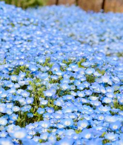 油ヶ淵水辺公園：自然ふれあい生態園、ネモフィラ、3月春の花、愛知県安城市の観光・撮影スポットの画像と写真