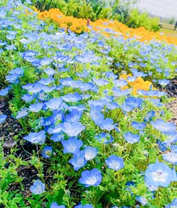 油ヶ淵水辺公園：自然ふれあい生態園、ネモフィラ、3月春の花、愛知県安城市の観光・撮影スポットの画像と写真