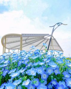 油ヶ淵水辺公園：自然ふれあい生態園、ネモフィラ、3月春の花、愛知県安城市の観光・撮影スポットの画像と写真
