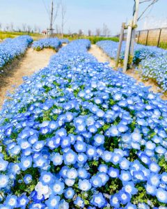 油ヶ淵水辺公園：自然ふれあい生態園、ネモフィラ、3月春の花、愛知県安城市の観光・撮影スポットの画像と写真