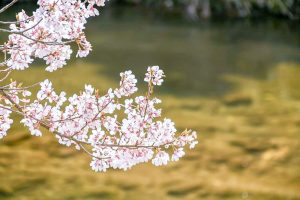 アグリステーションなぐら、桜並木、3月春の花、愛知県北設楽郡の観光・撮影スポットの画像と写真