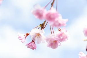 アグリステーションなぐら、桜並木、3月春の花、愛知県北設楽郡の観光・撮影スポットの画像と写真
