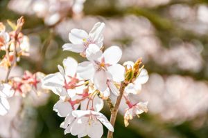 アグリステーションなぐら、桜並木、3月春の花、愛知県北設楽郡の観光・撮影スポットの画像と写真