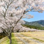 アグリステーションなぐら、桜並木、3月春の花、愛知県北設楽郡の観光・撮影スポットの画像と写真