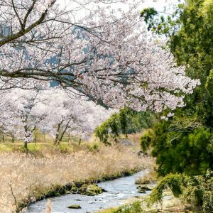 アグリステーションなぐら、桜並木、3月春の花、愛知県北設楽郡の観光・撮影スポットの画像と写真
