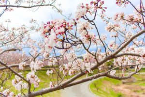 アイリスパークみぞの、桜、3月春の花、三重県桑名市の観光・撮影スポットの画像と写真