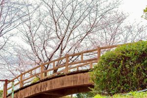 アイリスパークみぞの、桜、3月春の花、三重県桑名市の観光・撮影スポットの画像と写真