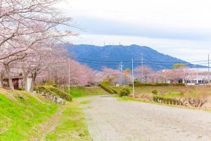 アイリスパークみぞの、桜、3月春の花、三重県桑名市の観光・撮影スポットの画像と写真