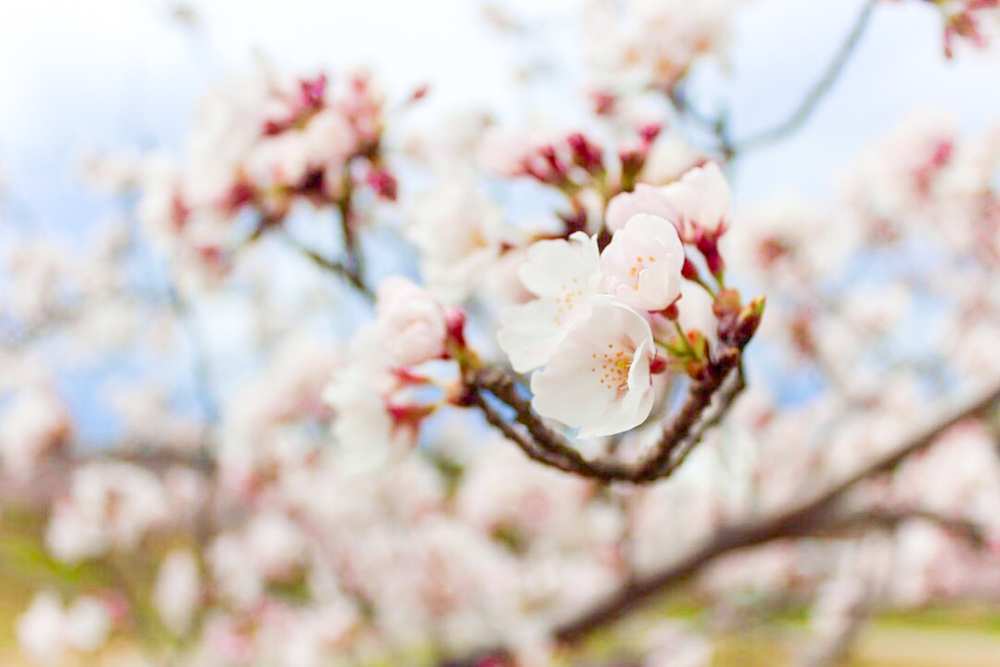 アイリスパークみぞの、桜、3月春の花、三重県桑名市の観光・撮影スポットの画像と写真
