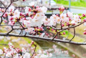 アイリスパークみぞの、桜、3月春の花、三重県桑名市の観光・撮影スポットの画像と写真