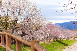アイリスパークみぞの、桜、3月春の花、三重県桑名市の観光・撮影スポットの画像と写真