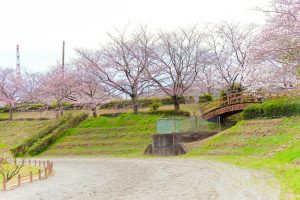 アイリスパークみぞの、桜、3月春の花、三重県桑名市の観光・撮影スポットの画像と写真