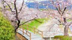アイリスパークみぞの、桜、3月春の花、三重県桑名市の観光・撮影スポットの画像と写真