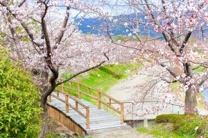 アイリスパークみぞの、桜、3月春の花、三重県桑名市の観光・撮影スポットの画像と写真