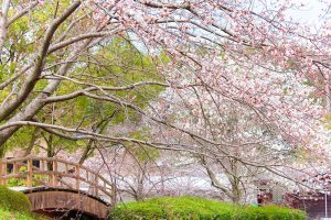 アイリスパークみぞの、桜、3月春の花、三重県桑名市の観光・撮影スポットの画像と写真