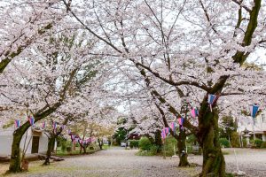 愛知県護国神社、桜並木、3月春の花、名古屋市中区の観光・撮影スポットの画像と写真