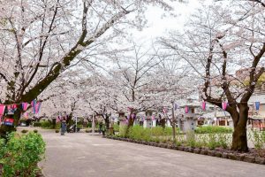 愛知県護国神社、桜並木、3月春の花、名古屋市中区の観光・撮影スポットの画像と写真