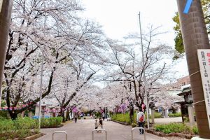 愛知県護国神社、桜並木、3月春の花、名古屋市中区の観光・撮影スポットの画像と写真