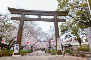 愛知県護国神社、桜並木、3月春の花、名古屋市中区の観光・撮影スポットの画像と写真