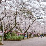愛知県護国神社、桜並木、3月春の花、名古屋市中区の観光・撮影スポットの画像と写真