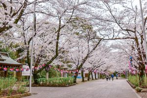 愛知県護国神社、桜並木、3月春の花、名古屋市中区の観光・撮影スポットの画像と写真