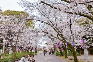 愛知県護国神社、桜並木、3月春の花、名古屋市中区の観光・撮影スポットの画像と写真