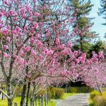 愛・地球博記念公園、3月春の花、愛知県長久手市の観光・撮影スポットの画像と写真