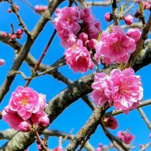 愛・地球博記念公園、3月春の花、愛知県長久手市の観光・撮影スポットの画像と写真